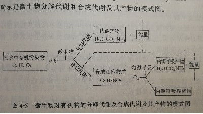 微生物代謝模式圖